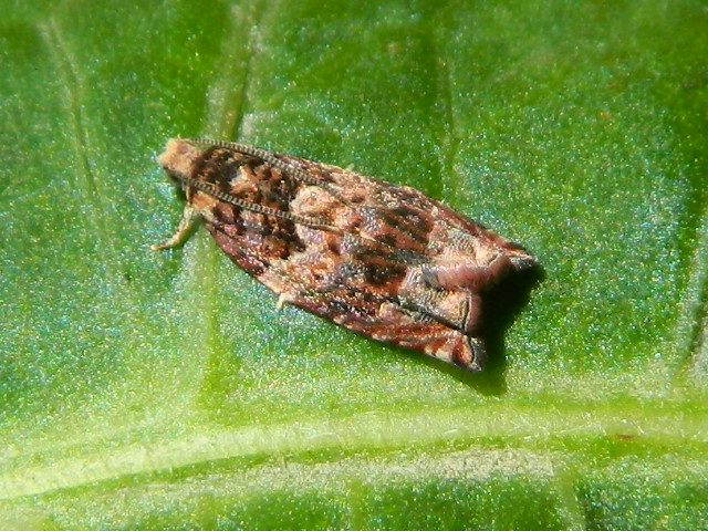 Schifezzuolidae: Gypsonoma minutana, Tortricidae
